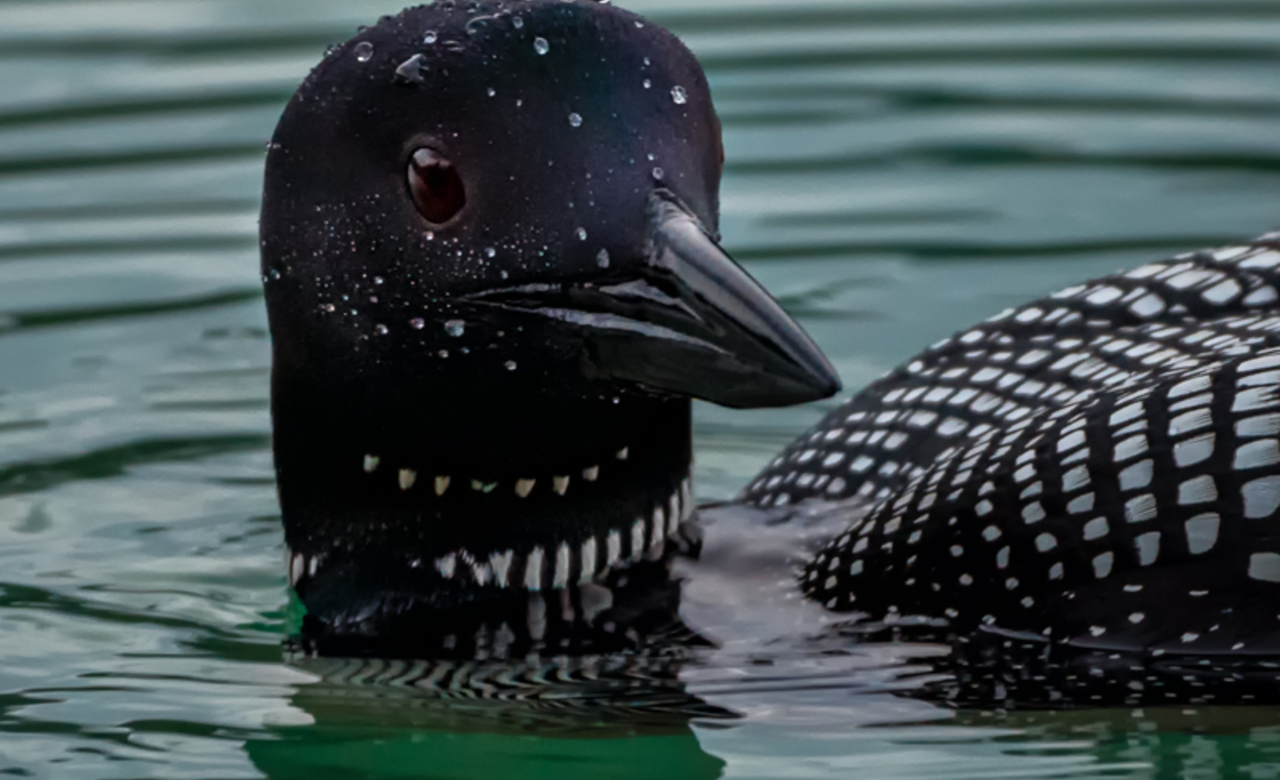 Call of the Loon