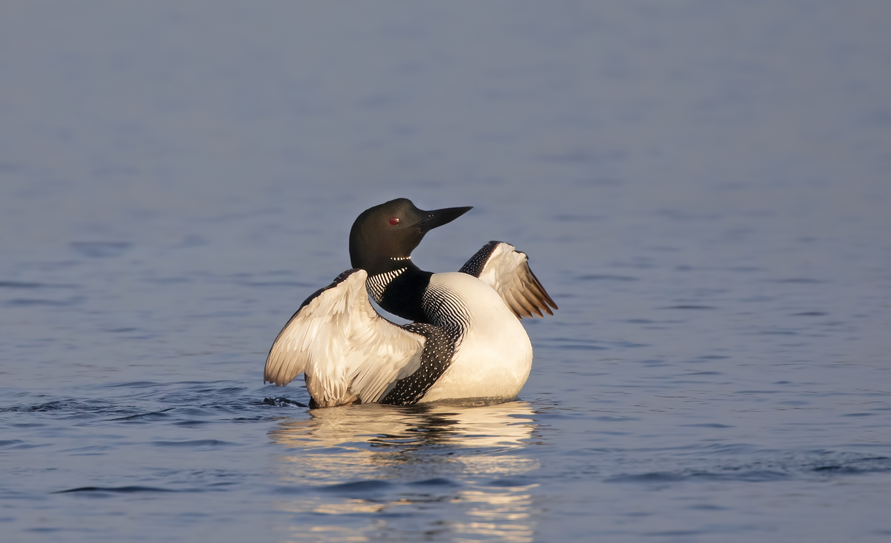 Common Loon