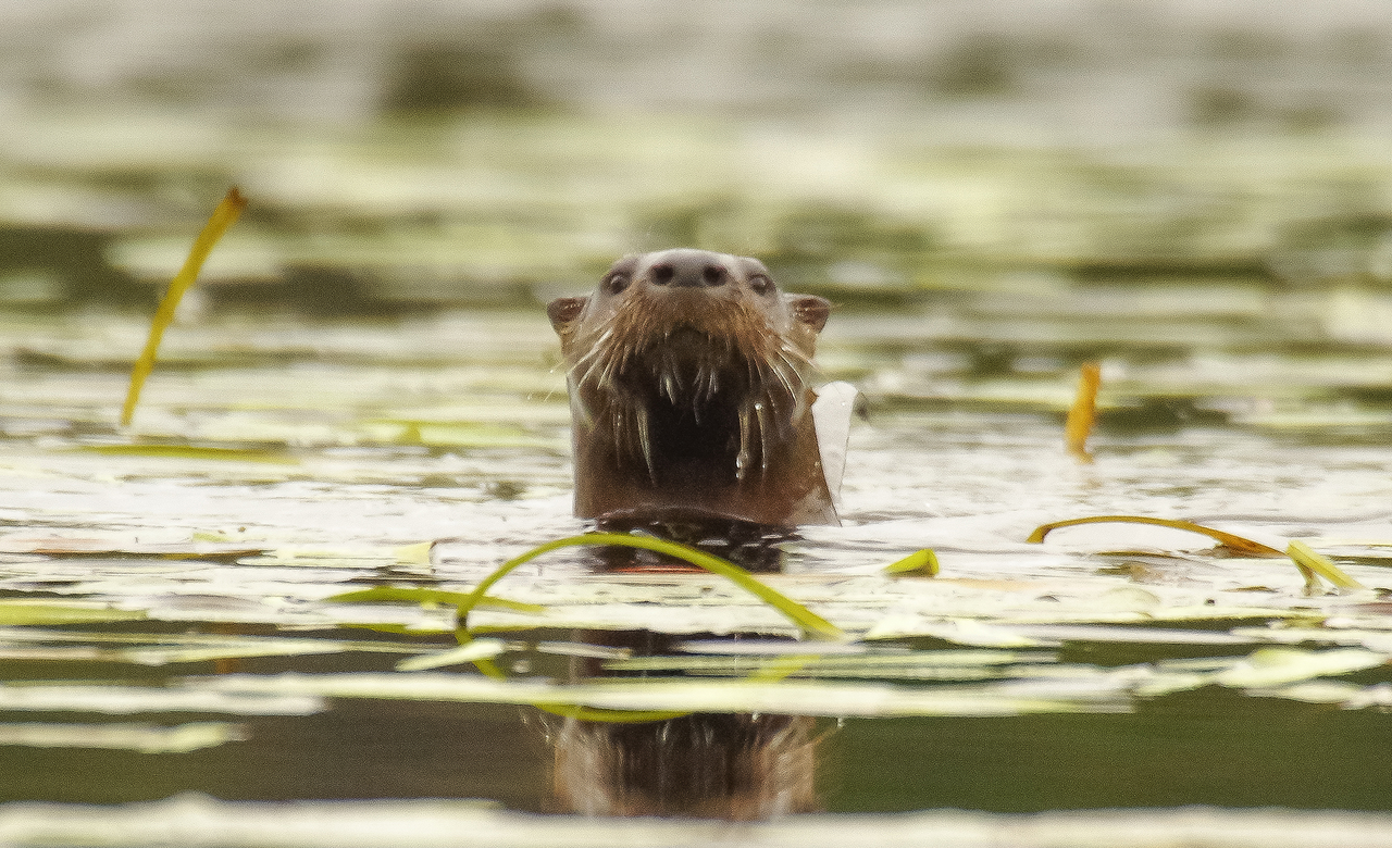 Staring Otter
