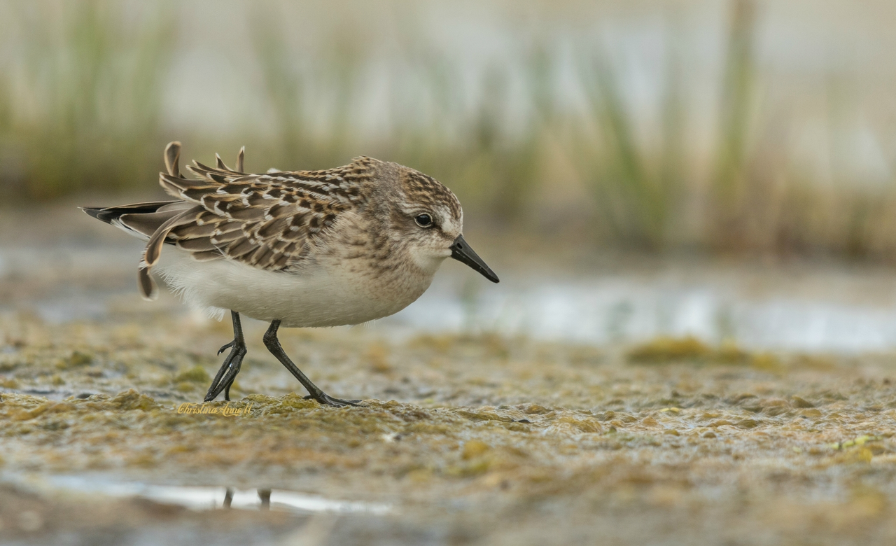 Semipalmated Sandpiper