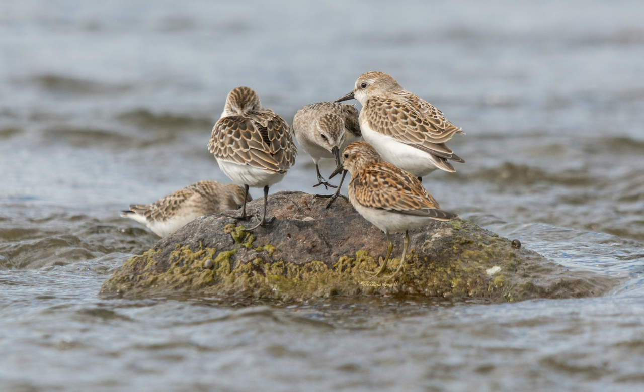 Semipalmated Sandpipers and Least Sandpiper 