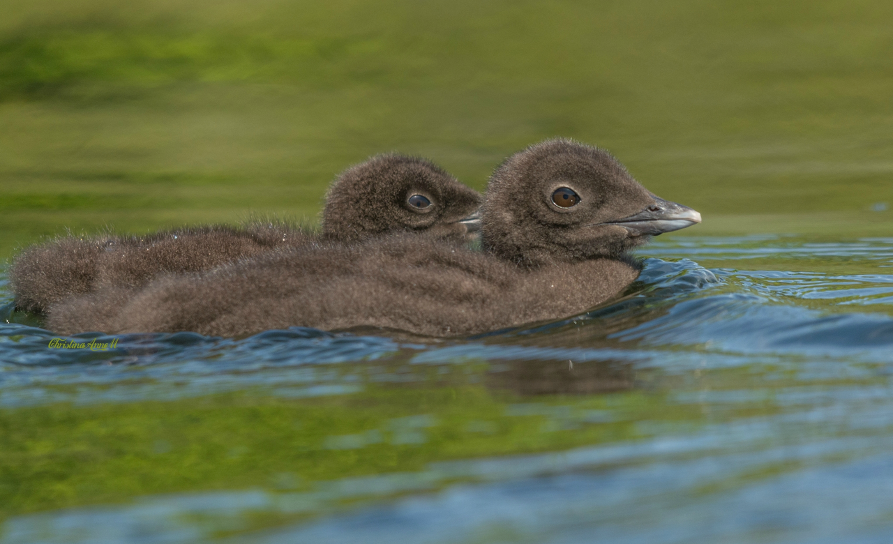 Common Loon Chicks