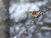 White Winged Crossbill