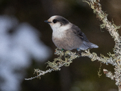 Canada Jay