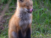 Red fox kit