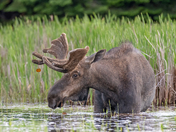 Bull Moose June 2019