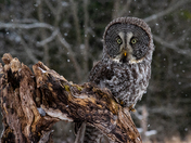 Great Grey Owl