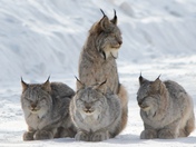 Lynx family