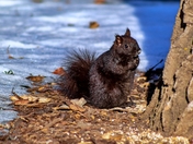 Squirrel Eating Food