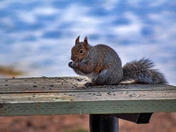 Squirrel Munching