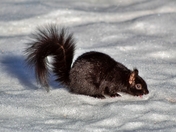 Squirrel Eating Snow