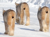 Lynx bums