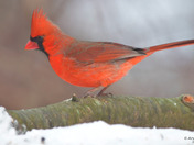 Various birds coming out to look for seeds 
