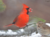 Various birds coming out to look for seeds 