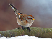 Various birds coming out to look for seeds 