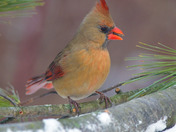 Various birds coming out to look for seeds 
