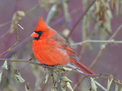 Various birds coming out to look for seeds 