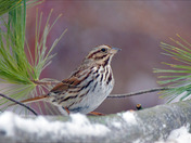 Various birds coming out to look for seeds 