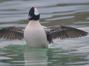 Buffleheads