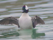 Buffleheads