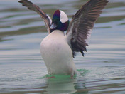 Buffleheads