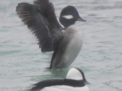 Buffleheads