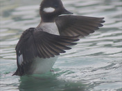 Buffleheads