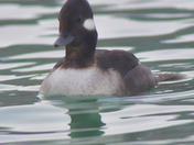 Buffleheads