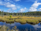Boreal Marshland