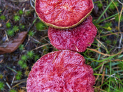 Looks good enough to eat!