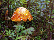 American Yellow Fly Agaric