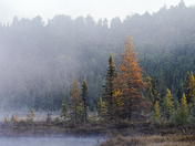 Revealing the Beauty