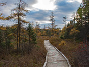 Sifton Bog Boardwalk