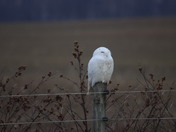 Snowy Owl