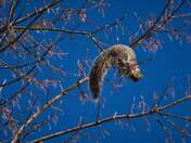 Gourmet cum acrobat squirrel.