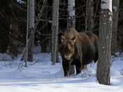 Foraging Moose
