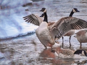 Goose Flapping Its Wings