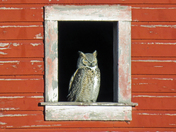Owl in a barn window