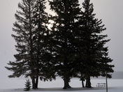 Towering White Spruce