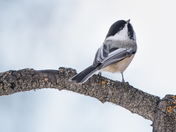 Black-capped chickadee power pose.
