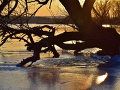 Tree in water and ice.