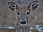 Whitetail deer.