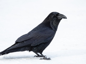 Common Raven