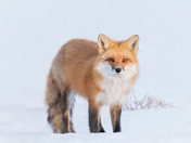 Red fox in winter