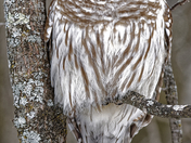 Barred Owl