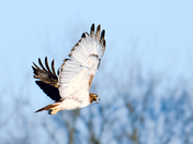 Red-Tailed Hawk in Flight