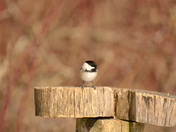 Black Capped Chickadee