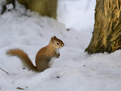 Red Squirrel in the Snow