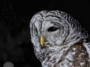 Barred owl
