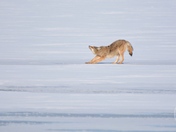 Coyote stretching on the ice